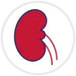 Chronic Kidney Renal Disease